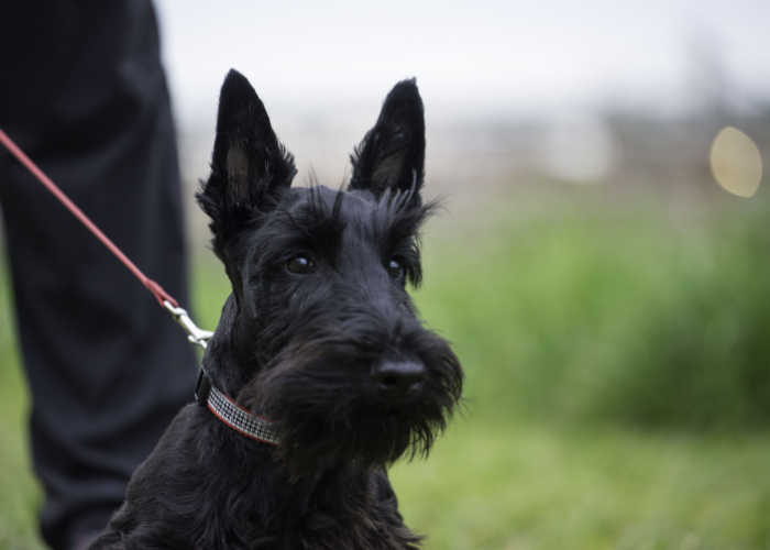 Scottie Dog