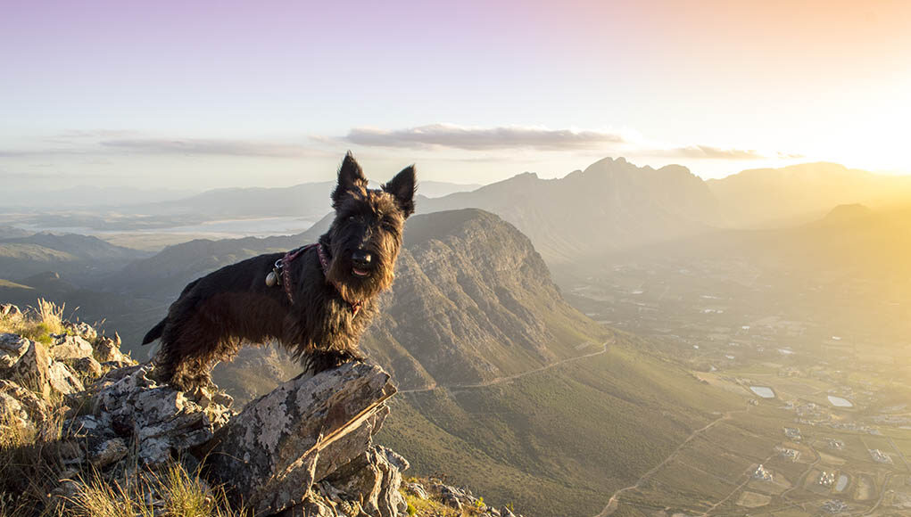 Scottish Terrier Dog Breed Profile Featured Image