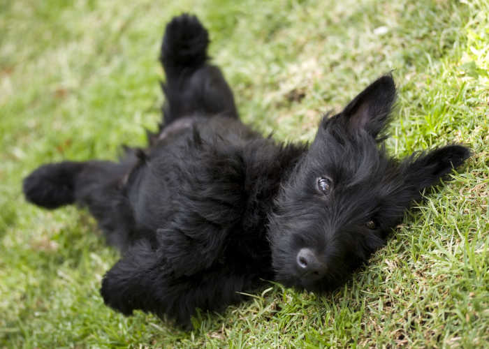 Scottish Terrier Puppy