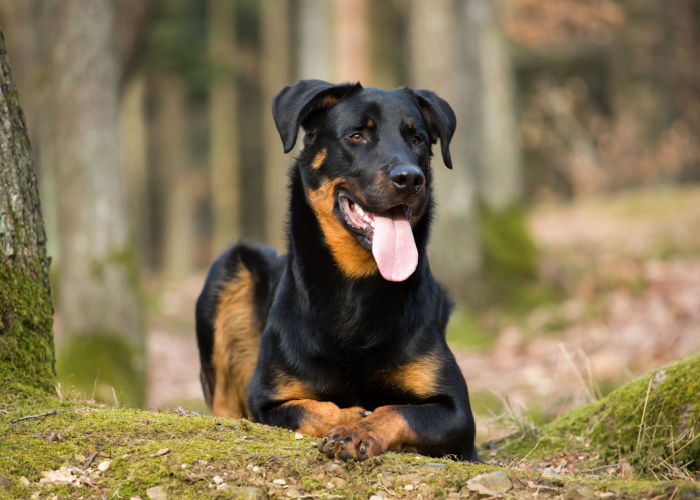 Temperament of Beauceron