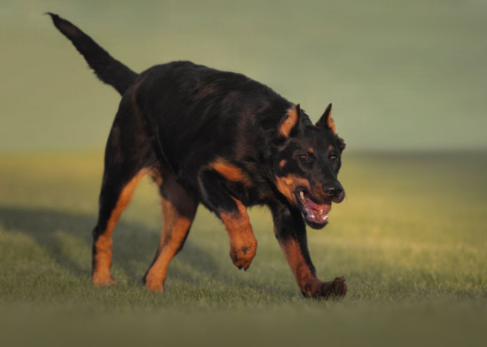 Training a Beauceron