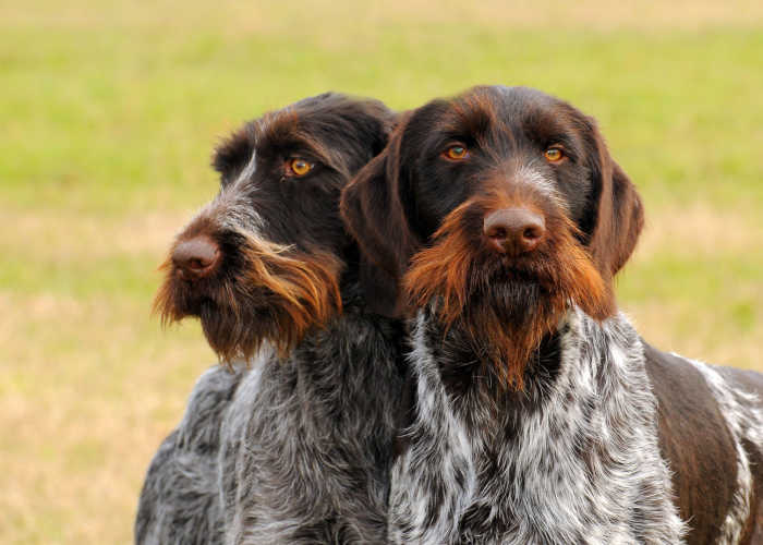 Two German Wirehaired Pointers