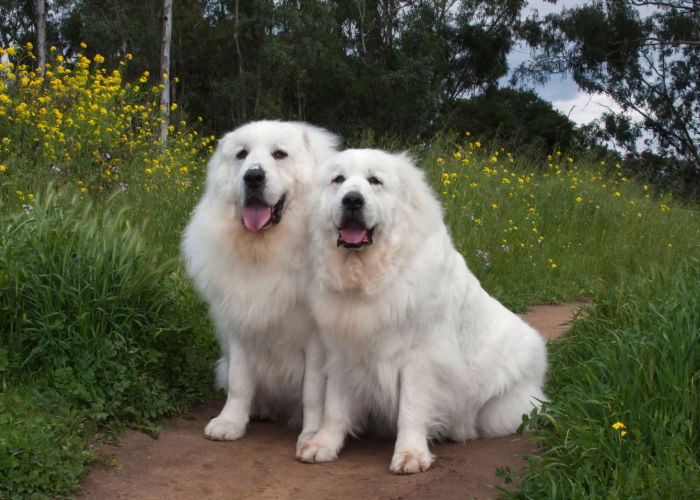 Two Great Pyrenees