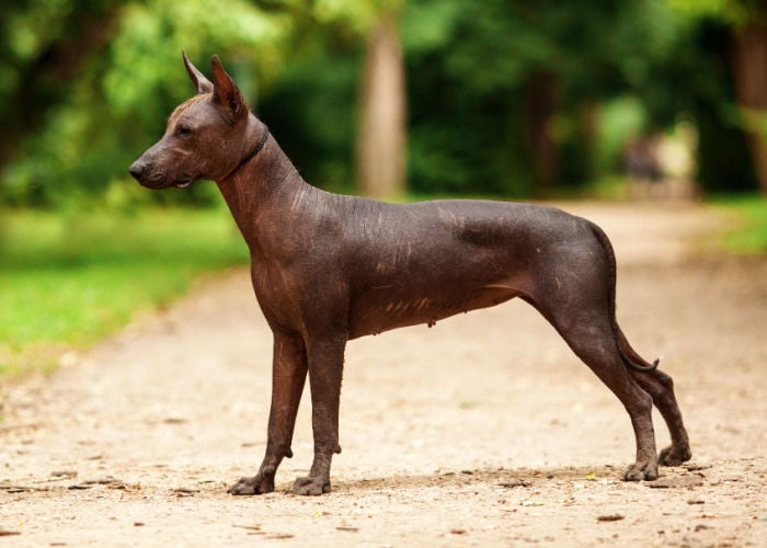 Xoloitzcuintli hairless dog breed