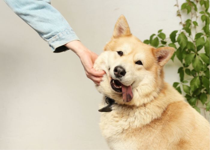 are dog ticklish