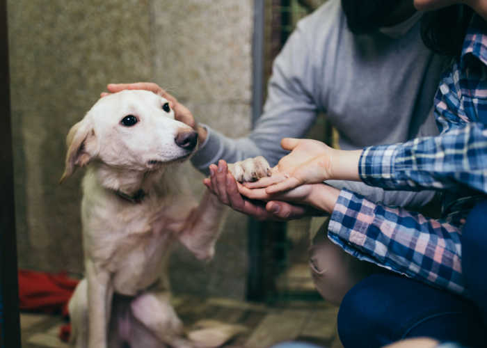 best dog rescues in Maine