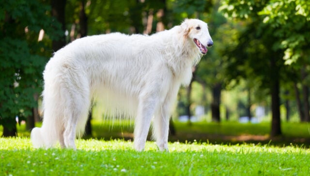 borzoi dog breed profile - featured image