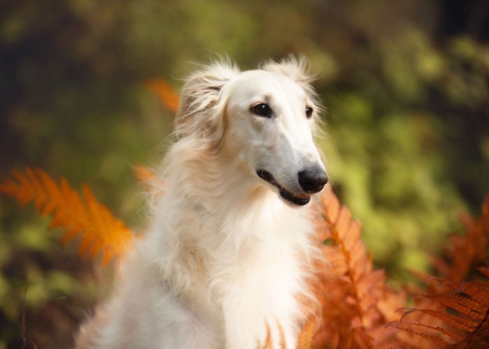 borzoi dog close up