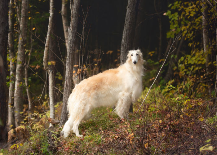 borzoi dog outdoor