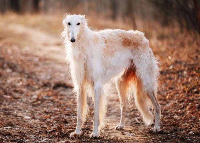 borzoi off leash