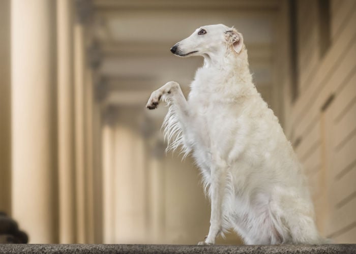 borzoi