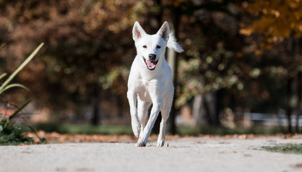 canaan dog breed