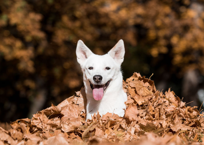 canaan dog fun in autumn