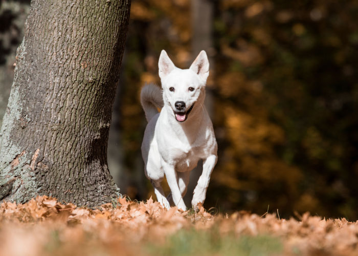 canaan dog health