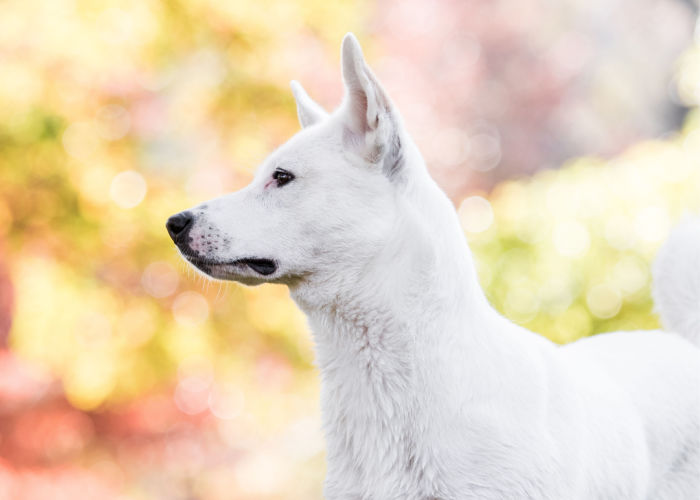 canaan dog history