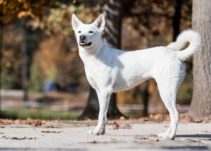 canaan dog physical traits