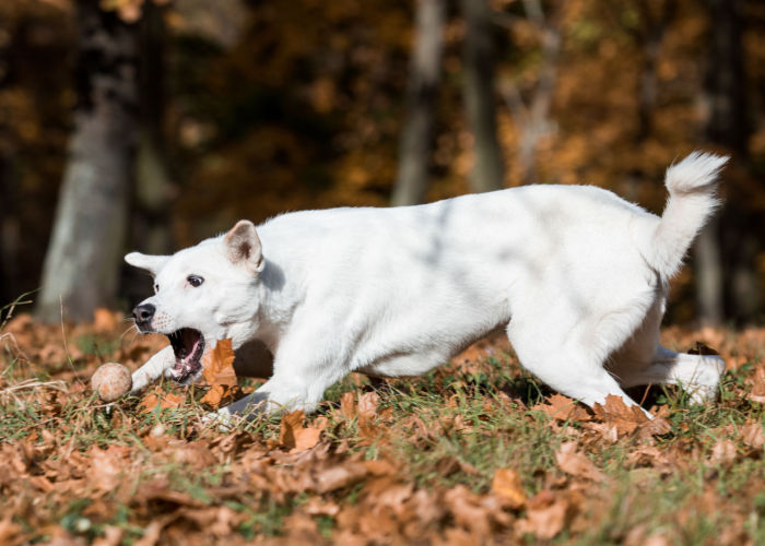 canaan dog play fetch