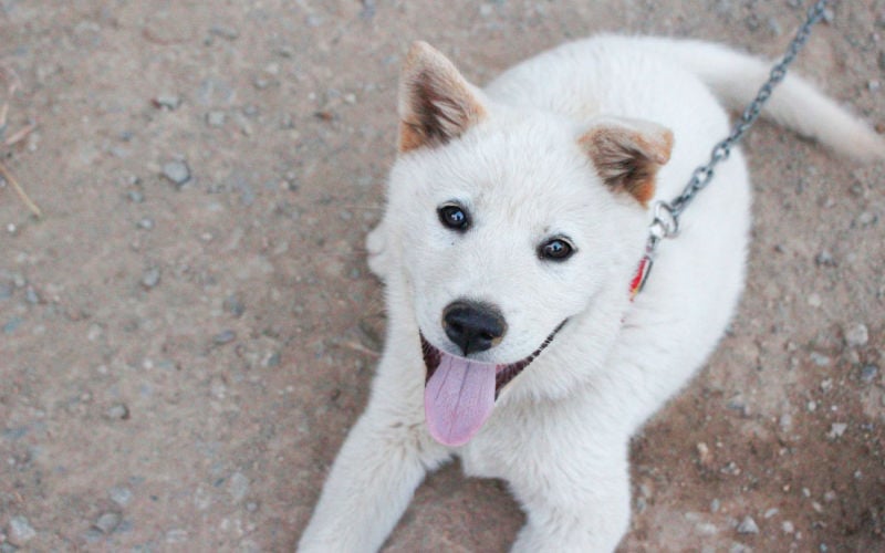 cute jindo puppy utility dog breed