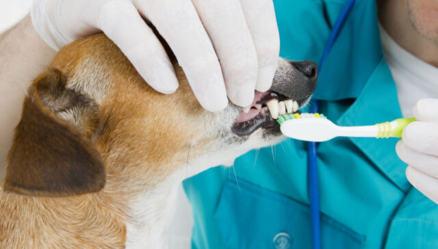 does pet insurance cover dental care featured image