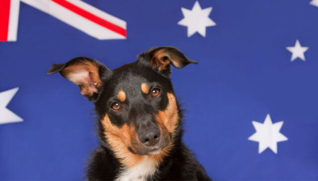 dog breed groups australia featured image