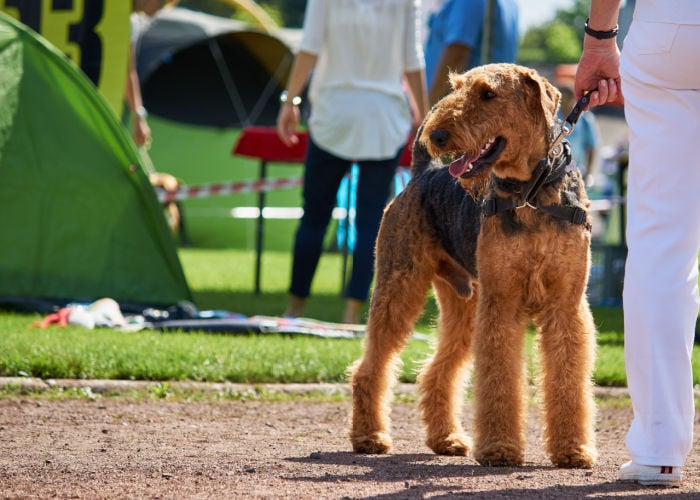 dog show guide for dog breeds