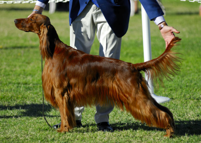 dog show with irish setters