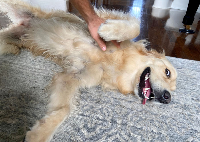 dog tickle reaction