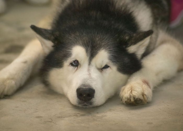 dogs sleep with open eyes