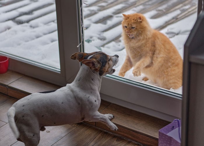 frightened cat defends and attacks dog