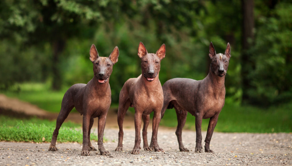 hairless dogs