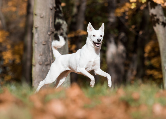 living with canaan dog breed