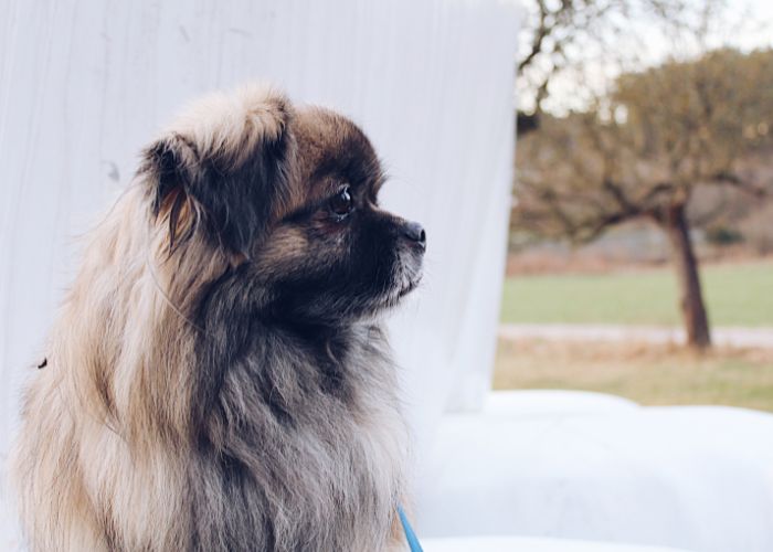 pekingese dog health