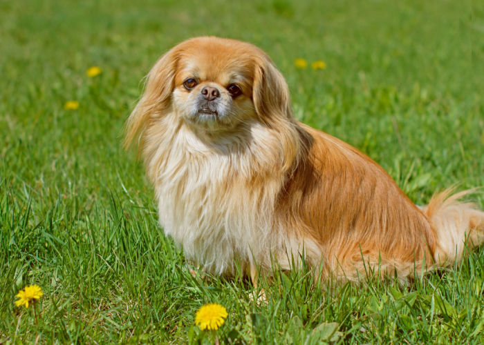 pekingese dog how to care