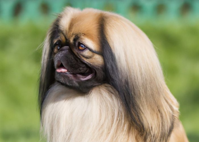 pekingese dog