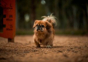 pekingese health and exercise