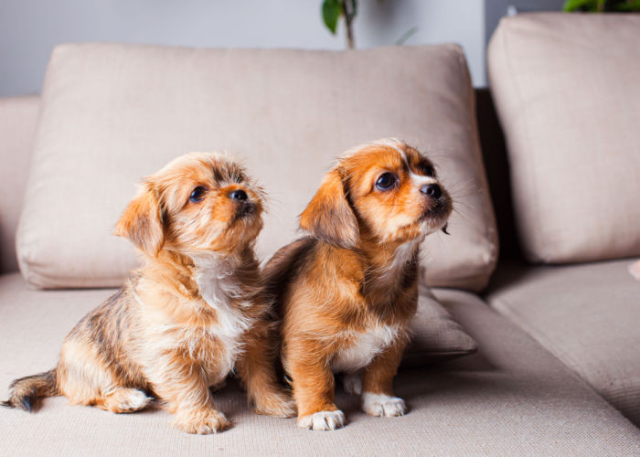 pekingese puppies