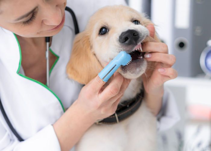 pet insurance cover dental care