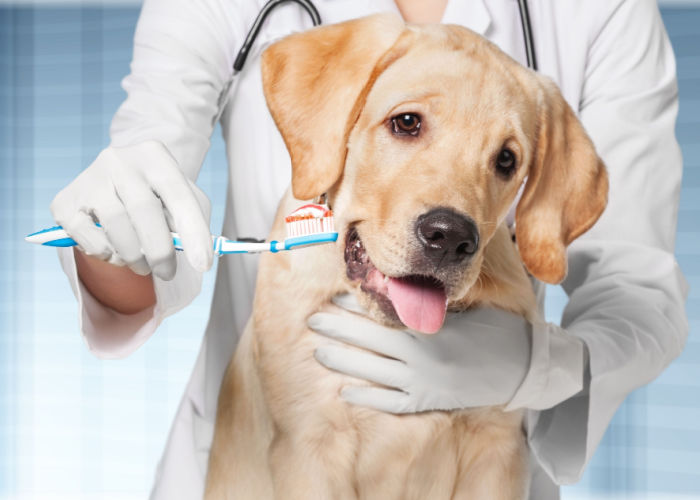 pet insurance cover dental