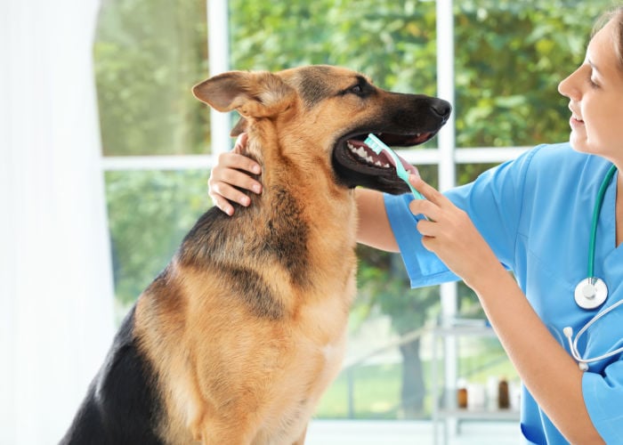 pet insurance covering dental care