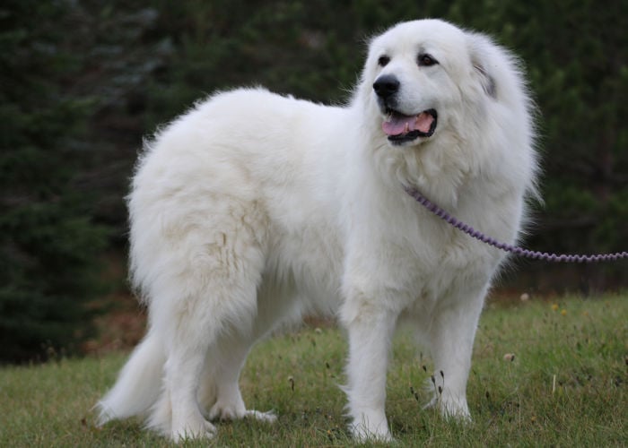 pyrenean mountain dog on leash