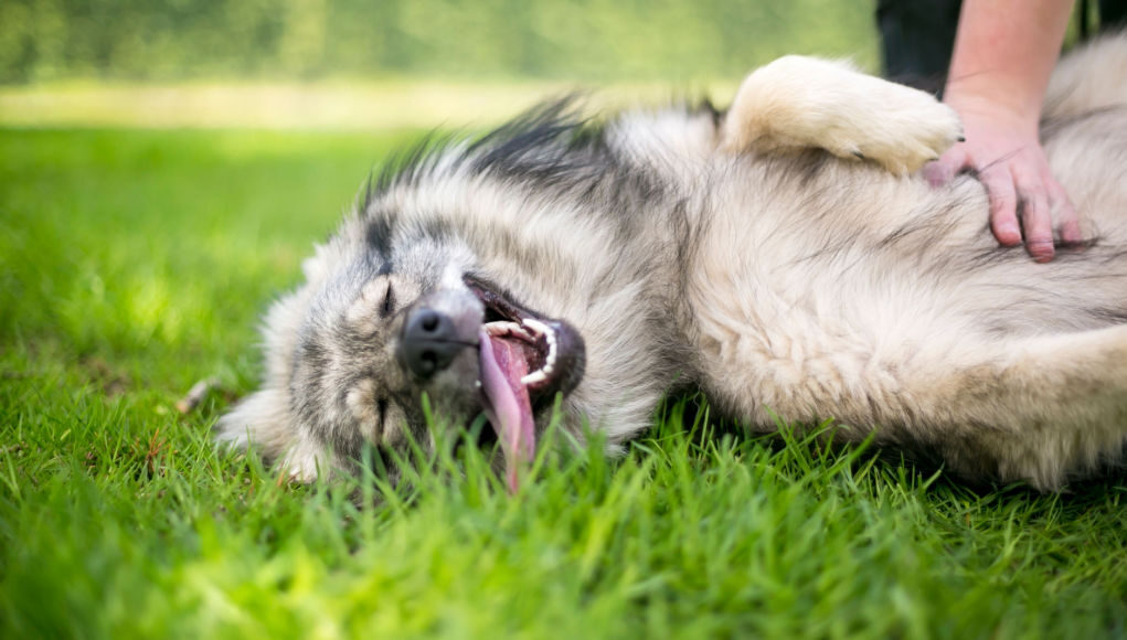 ticklish dog