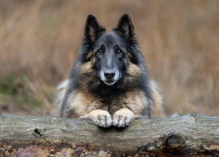 Belgian Tervuren Close Up