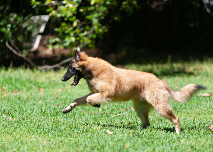 Belgian Tervuren Exercise