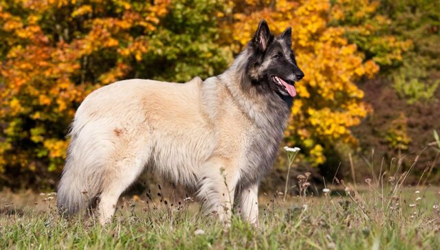 Belgian Tervuren Featured Image