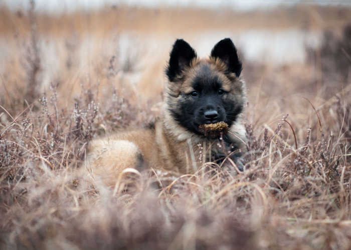 Belgian Tervuren Puppy