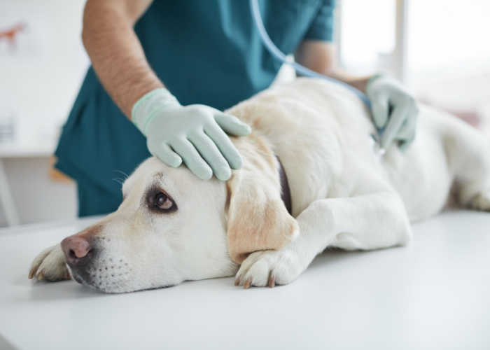 Best Animal Hospitals in Massachusetts