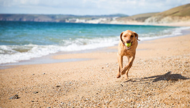 Best Dog-Friendly Beaches in America featured image