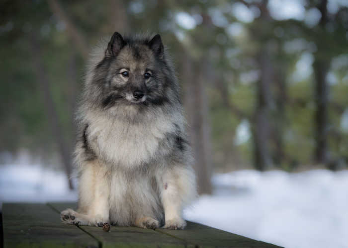 Close up portrait of elderly female Keeshond