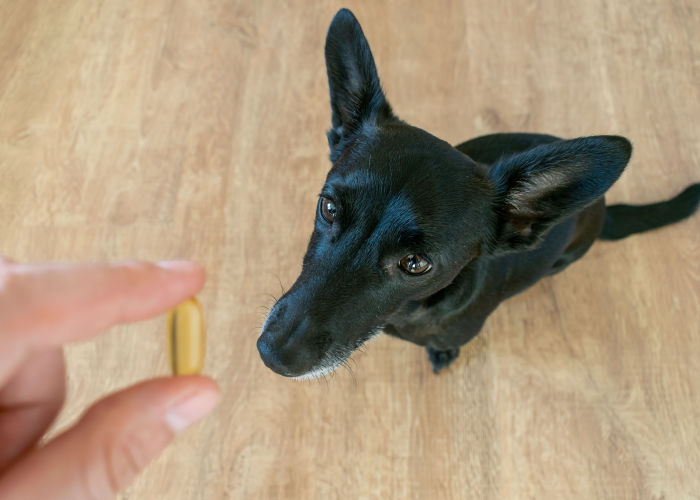 DHA For Dogs Supplements