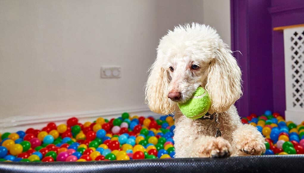 Do You Tip In Dog Daycare Featured Image